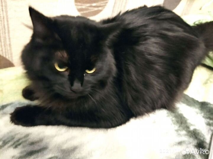 Черная кошечка
