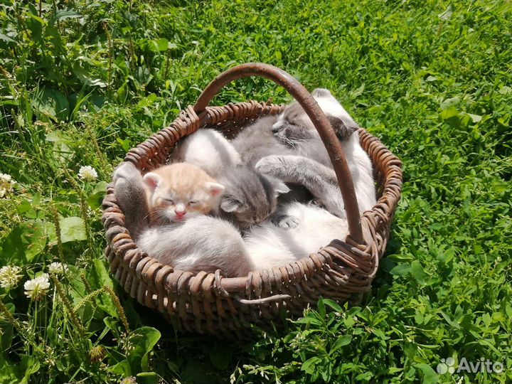 Котята в добрые руки