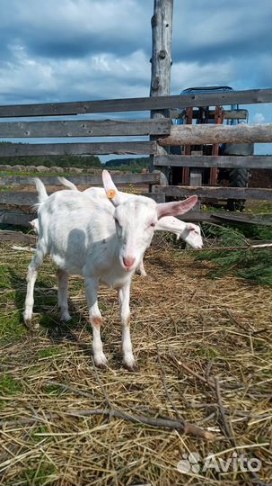 Продаются козы