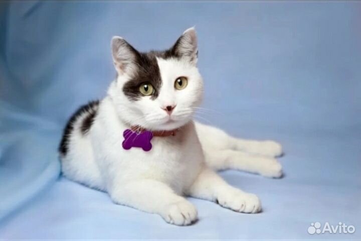 Адресник для собак с гравировкой и доставкой