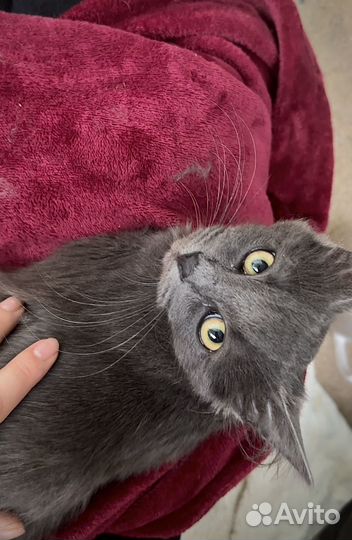 Котенок в добрые руки