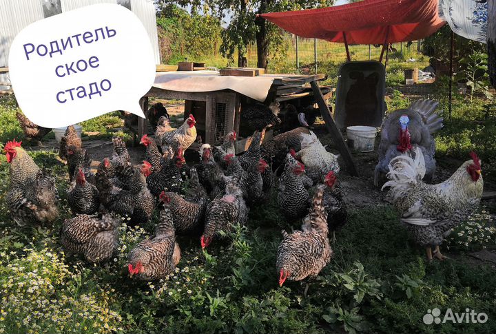 Цыплята Плимутроки суточные