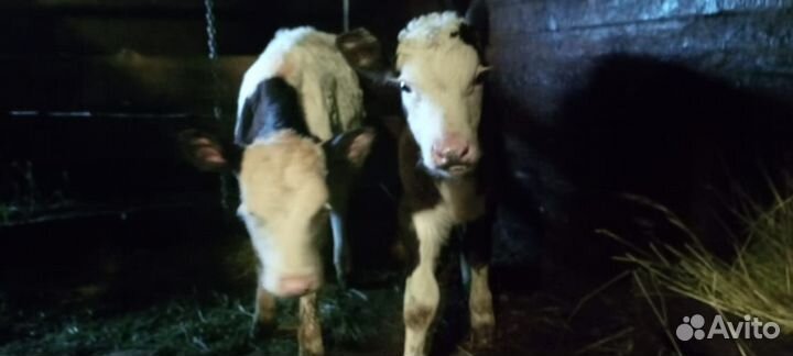 Герефорд телята