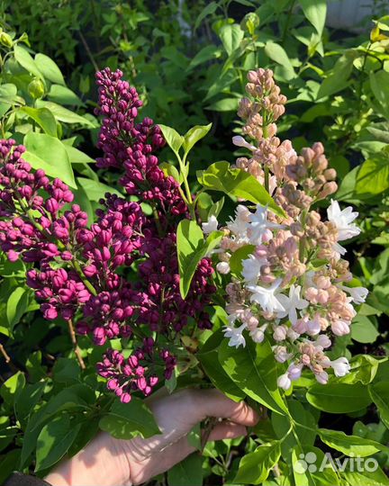 Сирень красавица Москвы Принц Волконский Мадам Лем