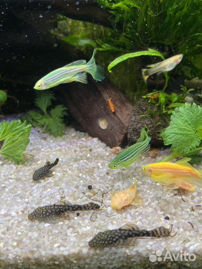 Аквариумные рыбки гуппи и улитки катушки и мелании