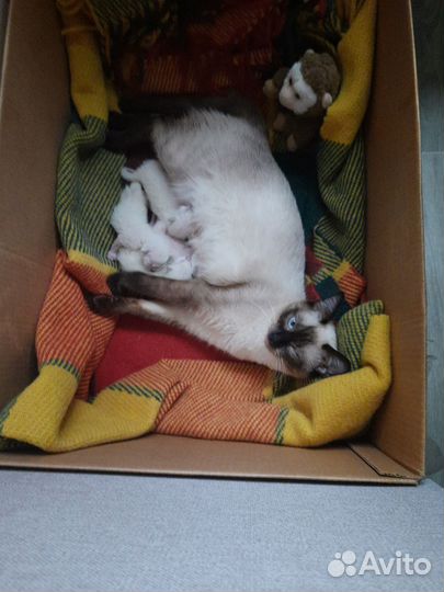 Тайские котята