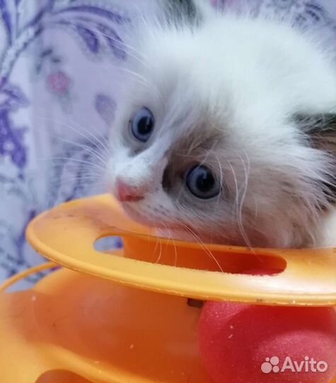 Крошечеки кошечки Рэгдолл