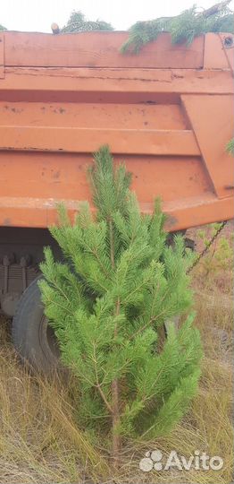 Сосна новогодняя оптом