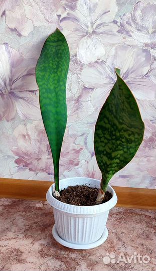 Сансевиерия