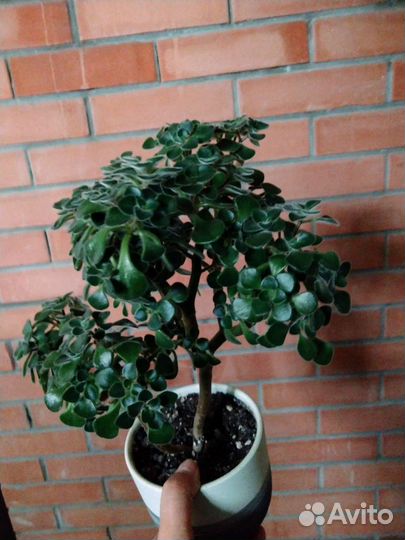 Дерево счастья