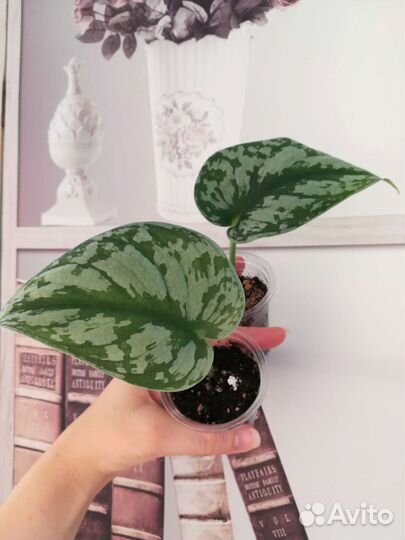 Цветы домашние разные