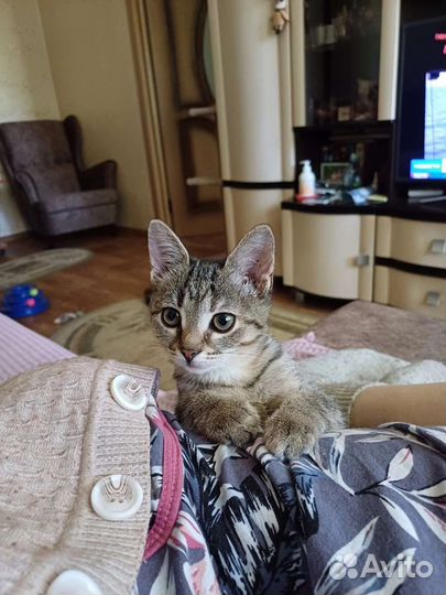 Кошечка в добрые руки бесплатно