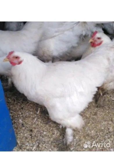 Куры молодки Брама белая и чёрные