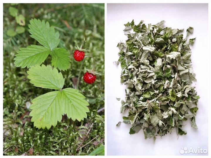 Травы сушеные