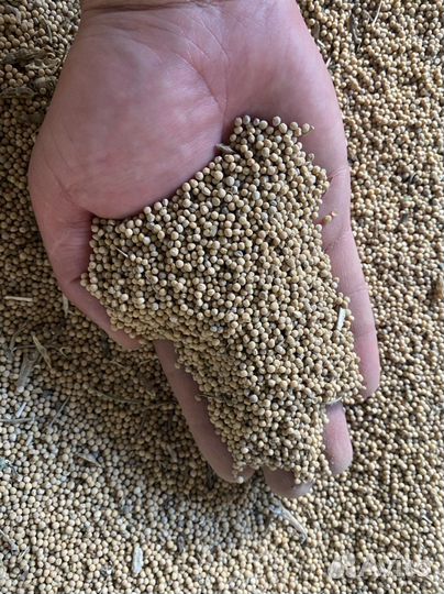 Горчица белая семена