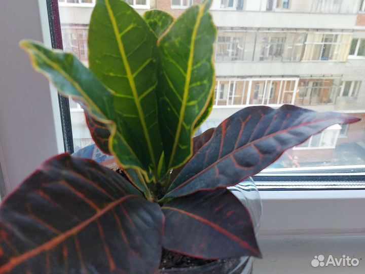 Кодиеум кротонRED(красный)