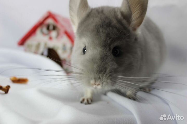 Шиншилла фиолетовая ангора и другие фиолеты