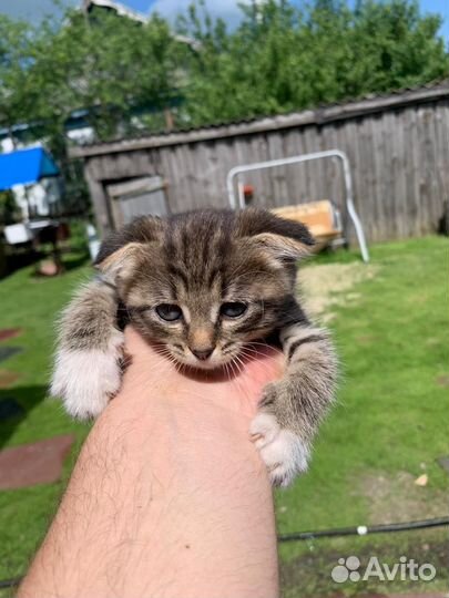Отдам котенка в добрые руки