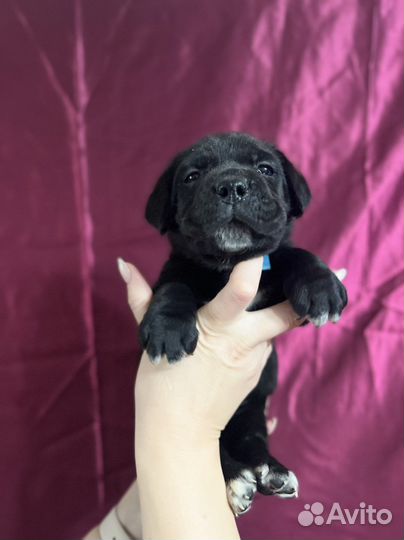 Щеночки корсо