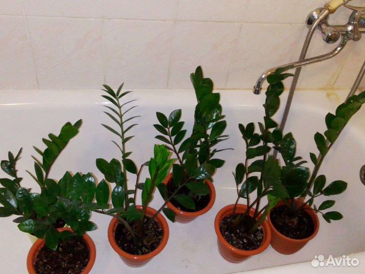 Замиокулькас долларовое дерево