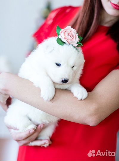 Щенки Самоеда