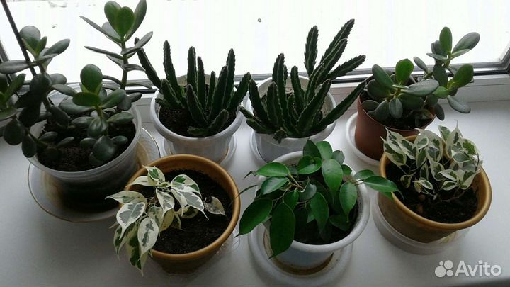 Толстянка,стапелия,бенжамин,хойя