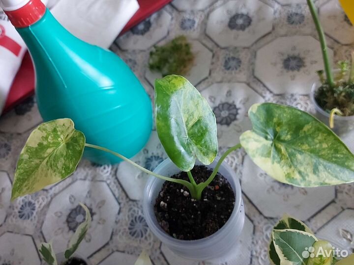 Алоказия гагеана вар