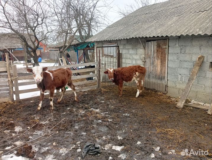 Два бычка и телька