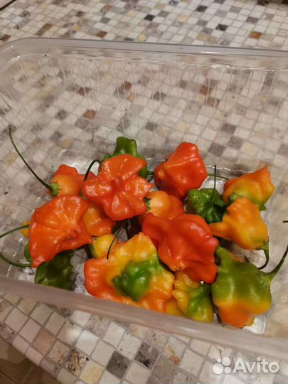 Перец острый колокольчик