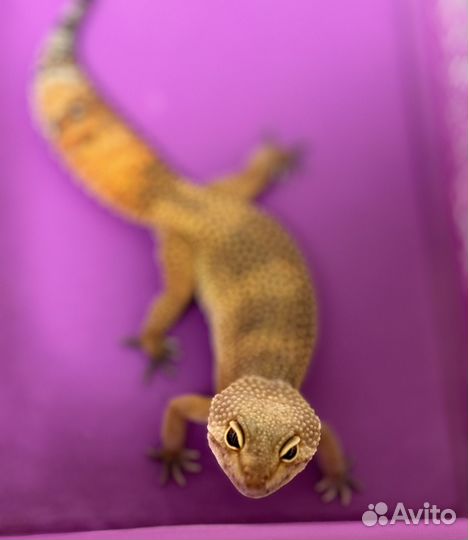 Гекон эублефар