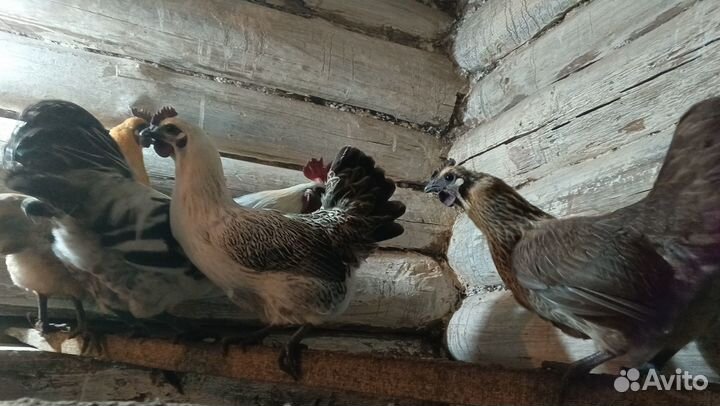 Яйцо Люйкеданцьзи инкубационное