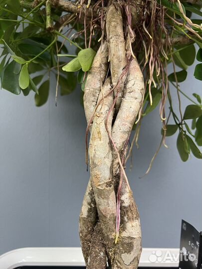 Шефлера H 160