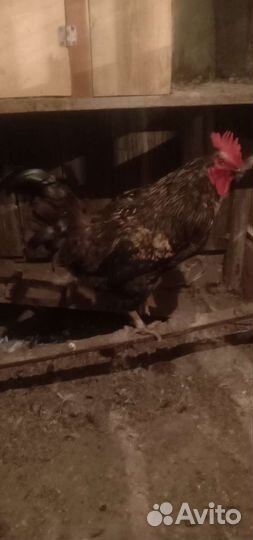Продам петуха