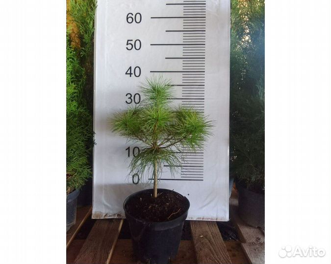 Сосна Веймутова