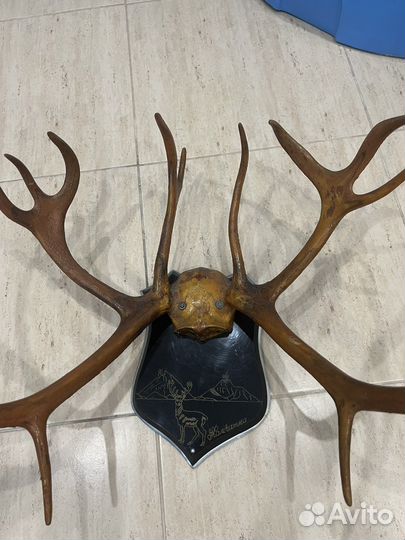 Рога оленя
