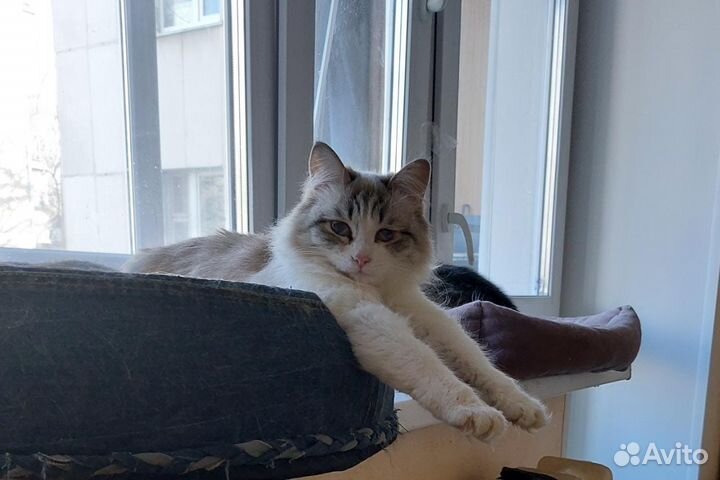 Девочка, 2 год, стерелизована