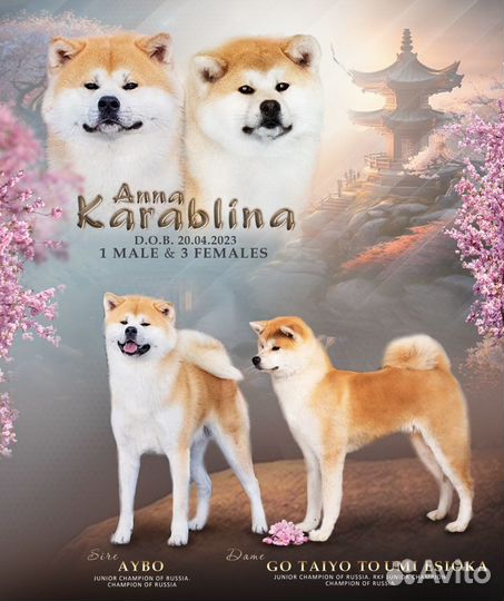 Щенки акита ину