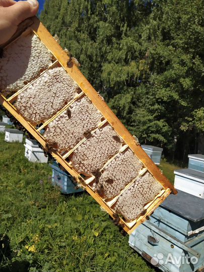 Мёд в сотах