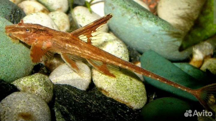 Лорикариевые сомы, коридорасы, апистограммы