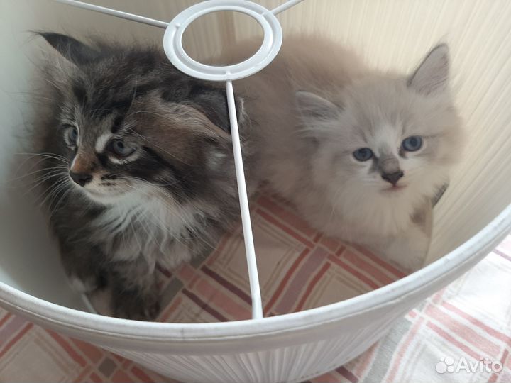 Отдам в добрые руки котят, с голубыми глазами