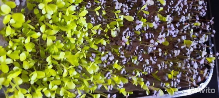 «Микрозелень»