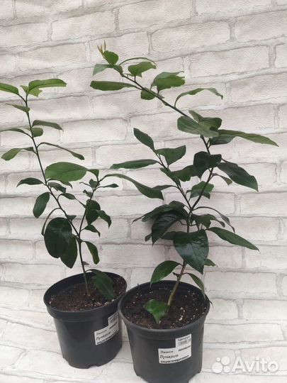 Лимон Лунарио