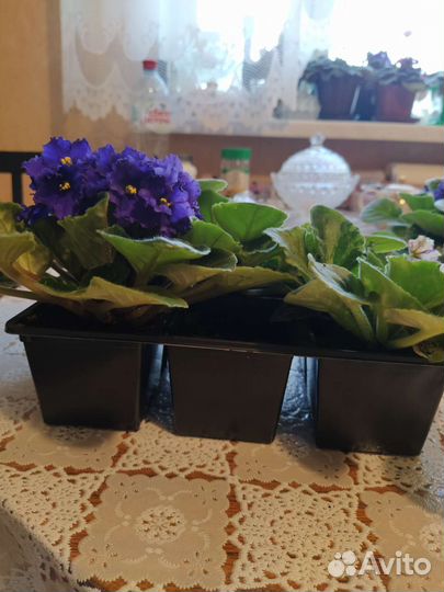 Фиалки цветущие, Толстянка