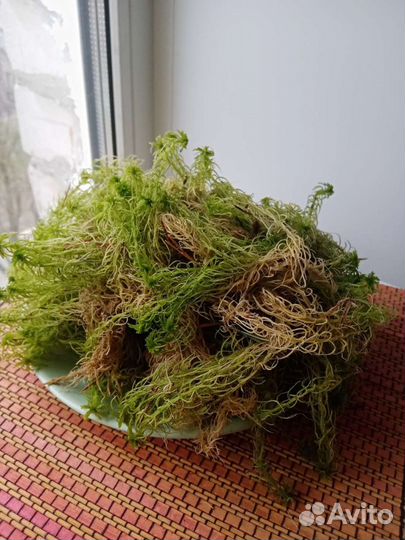 Мох сфагнум живой