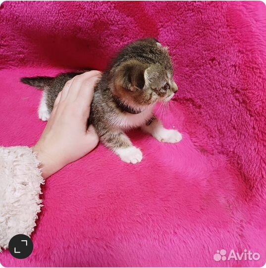 Котята вдобрые руки