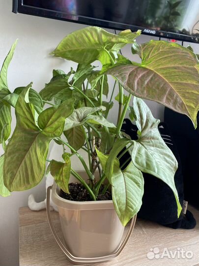 Сингониум Neon Pink детки