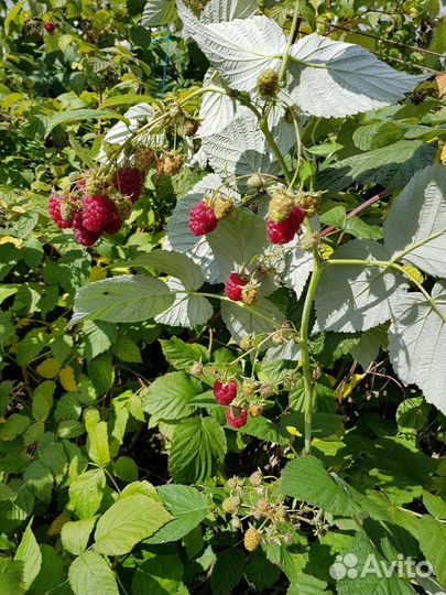 Ремонтантная малина