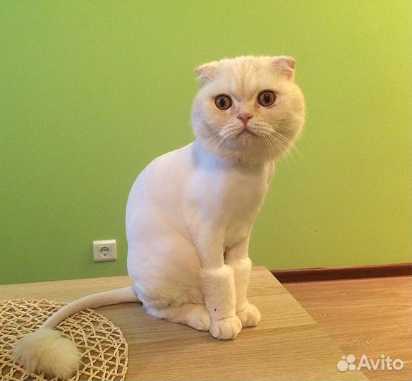 Стрижка котов и кошек