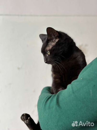 Отдам в добрые руки