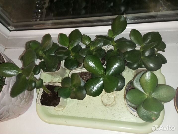 Денежное дерево толстянка крассула